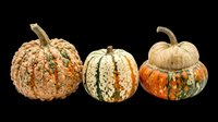 Isolated decorative gourds and ornamental pumpkins on transparent background, ready for clipart, t-shirt design, stickers, print-on-demand products and sublimation projects.