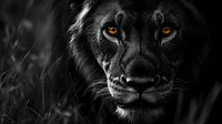 Majestic lion portrait with piercing amber eyes in dramatic black and white photography showcasing wild animal power and intensity in natural habitat.