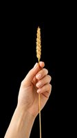 Hand holding a golden wheat ear stalk, isolated on transparent background. Ready for harvest, agriculture, and nature-themed clipart, stickers, t-shirt design, and print on demand.