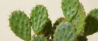 Green prickly pear cactus pads with sharp spines against neutral background, desert plant for xeriscaping and drought-resistant landscaping projects.
