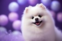 Smiling white Pomeranian dog portrait on purple bokeh background, showing happy expression with tongue out. Fluffy purebred spitz puppy close-up.