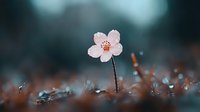 Single delicate pink cherry blossom emerging through morning dew drops, set against moody dark teal background with bokeh effect and autumn-toned ground cover.
