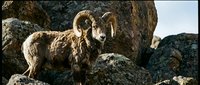 Majestic bighorn sheep ram with curved horns standing on rocky mountain terrain in natural wilderness habitat during golden hour lighting.