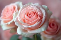 Delicate pink rose in soft focus with blurred background showcasing detailed petals and gentle dewdrops, creating romantic and dreamy atmosphere.