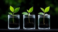 Young green seedlings growing in glass jars with soil against dark background, showing plant growth stages and sustainable development concept.