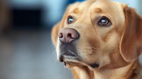 Golden Labrador retriever with bright blue eyes in close-up portrait view showing detailed facial features against soft blurred background, pet photography.