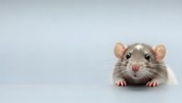 Adorable gray and white pet rat with pink nose and ears isolated on white background for design projects and educational materials.