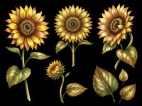 Sunflower botanical illustrations with stems and leaves isolated on transparent background, ready for t-shirt design, clipart, stickers, sublimation, and print-on-demand products.