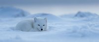 Arctic fox resting in snow during winter season with white fur camouflage against snowy landscape background for wildlife and nature photography projects.