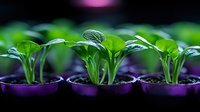 Young green seedlings growing in purple plastic pots with soil, close-up view showing fresh sprouts and water droplets on leaves in garden nursery setting.