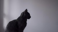 Black cat silhouette in profile against soft purple gradient background creating moody atmospheric pet portrait for home decor and animal lover designs.