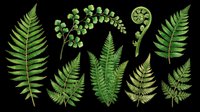Fern leaves and fronds isolated on transparent background, ready for t-shirt design, clipart, stickers, sublimation, print-on-demand products and digital crafts.
