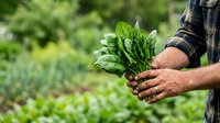 Farmer holding fresh green leafy vegetables harvested from organic garden, suitable for agriculture, farming, and healthy food marketing materials.