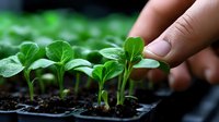 Hand gently touching young green seedlings growing in soil tray. Fresh sprouts with tender leaves emerging from dark earth for gardening and agriculture.