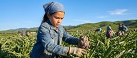 Young Asian female agricultural worker harvesting tea leaves in plantation field with mountains background during sunny day outdoor farming activity.