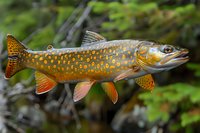 Beautiful brook trout with distinctive orange spots and vibrant coloring swimming in natural habitat, perfect for fishing, wildlife and nature publications or educational materials.