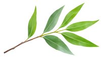 Fresh green eucalyptus branch with elongated leaves isolated on white background, natural botanical element for design and decoration purposes.