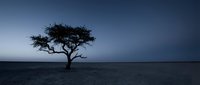 Solitary windswept tree silhouetted against twilight sky on barren landscape, evoking isolation and resilience in nature photography.