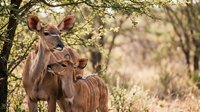 Female kudu antelope with young calf standing together in natural African savanna habitat with acacia trees and warm golden sunlight filtering through branches.