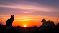 Two cats silhouetted against vibrant sunset sky with orange and purple clouds. Domestic felines sitting on rocks during golden hour twilight scene.