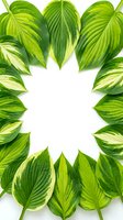 Decorative frame of variegated hosta leaves arranged in a circle on white background, creating a natural green border with copy space.