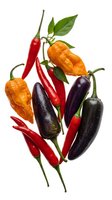 Colorful hot chili peppers collection with red orange and purple varieties isolated on white background for culinary and spice design projects.