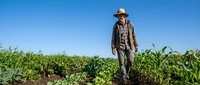 Mature male farmer in work clothes and hat standing in vegetable garden with green crops under clear blue sky, suitable for agriculture and farming industry content.