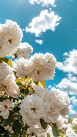 White roses in full bloom against bright blue sky with fluffy white clouds, featuring delicate petals and green foliage, suitable for spring and nature designs.