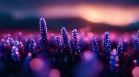 Purple wildflowers silhouetted against sunset sky with dreamy bokeh effect creating magical atmosphere. Soft focus nature photography with blurred background.