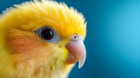 Close-up portrait of yellow cockatiel parrot with bright blue eye against turquoise background, showcasing vibrant plumage and curved beak.