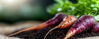 Fresh purple and orange heirloom carrots with green tops growing in rich dark soil, macro view showing natural organic texture and vibrant vegetable colors.