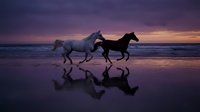 Two horses galloping along ocean beach at sunset with dramatic purple sky and perfect water reflections creating romantic equestrian silhouette scene.