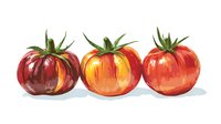 Fresh ripe red tomatoes with green stems arranged in row, watercolor style illustration on white background, isolated produce for culinary designs.