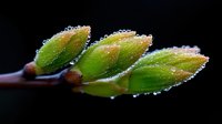 Fresh green leaves with morning dew drops on dark background, natural macro photography showing water droplets and botanical details for nature concepts.