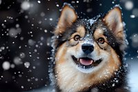 Happy Finnish Lapphund dog with tongue out enjoying winter snowfall outdoors with snowflakes on fur coat during cold season.