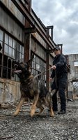 Security guard with trained German shepherd dog patrolling abandoned industrial building complex for safety and protection services.