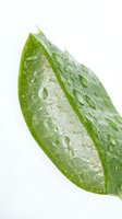 Fresh lime slice with water droplets isolated on white background, ready for beverage, culinary, and food design projects.
