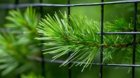 Fresh green pine needles growing through metal wire fence mesh, creating contrast between natural and man-made elements in garden setting.