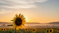 Single sunflower in field at golden hour sunrise with warm light and misty landscape background for nature photography and agricultural themes.