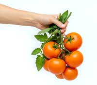Hand holding fresh ripe tomatoes on vine with green leaves isolated on white background for healthy cooking and organic food concepts.