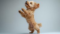 Playful cockapoo puppy standing on hind legs with paws up in begging position against neutral background, showing fluffy golden-brown fur and adorable expression.