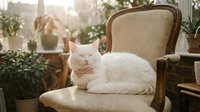 White fluffy cat resting on vintage upholstered armchair by sunny window with potted plants and urban cityscape view in background.