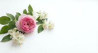 Pink rose with white jasmine flowers and green leaves arranged on white background for romantic wedding or spring celebration designs.