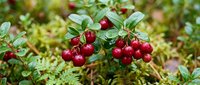 Fresh red lingonberries growing on green bush branches in natural forest environment, ripe wild berries ready for harvest in autumn season.