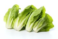 Fresh romaine lettuce hearts arranged in row showing crisp green leaves and white stems on white background, isolated for commercial food photography.
