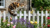 Two tabby cats perched on white picket fence with blooming lavender, roses, and garden flowers in cottage setting.