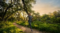 Young Caucasian man walking on forest trail during golden hour sunset with lush green vegetation and majestic oak trees creating natural canopy overhead.
