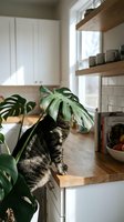 Tabby cat sniffing a monstera plant on a wooden kitchen counter in a bright modern home with white cabinets and open shelves.