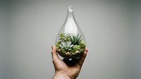 Isolated succulent plants in glass teardrop terrarium held in hand, perfect for interior design, gardening, and botanical decoration projects.