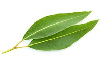 Fresh bay leaves with detailed texture and veins isolated on white background, aromatic cooking herbs and spices for culinary design and food photography.